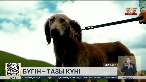 Елімізде алғаш рет Қазақ тазысы күні аталып өтіп жатыр