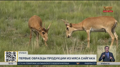 Первые образцы продукции из мяса сайгака создали ученые из ЗКО