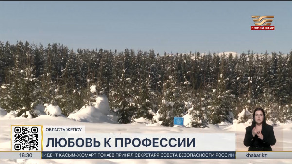 Сотни деревьев вырастил лесничий из области Жетiсу