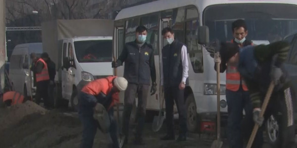 На месте вырубленных деревьев в Алматы посадили 30 дубов