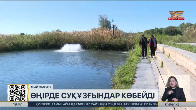 Абай облысында суқұзғындар көбейіп барады