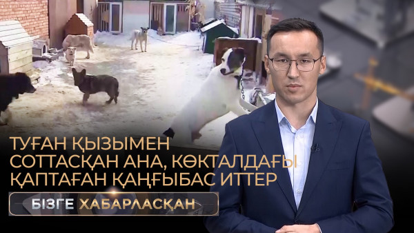 Туған қызымен соттасқан ана, Көкталдағы қаптаған қаңғыбас иттер | Бізге хабарласқан