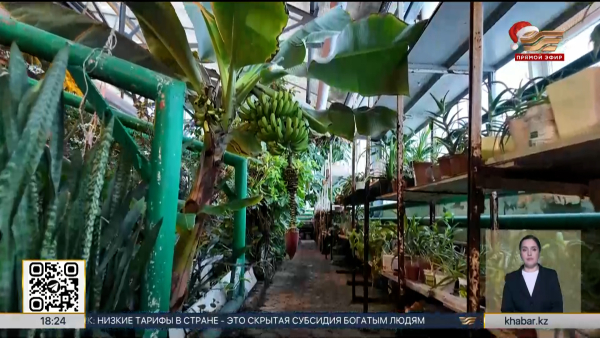 Бананы и лимоны созревают на севере Казахстана