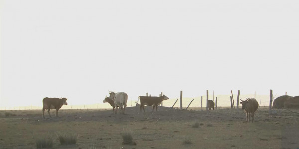 Неизвестная болезнь уничтожает скот в ВКО
