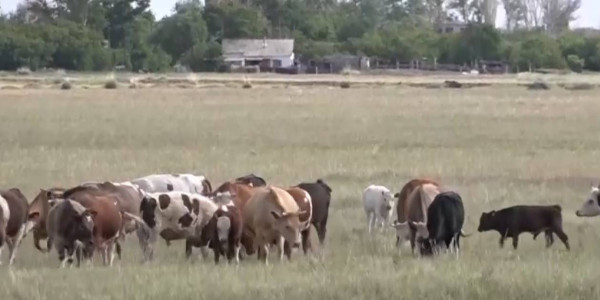 КРС в Железинском районе отравился химикатами