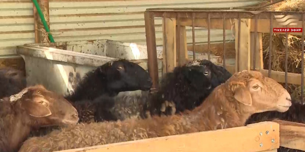 Елімізде жыл сайын қанша тонна қой жүні өндіріледі?