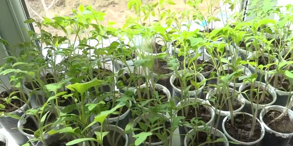 Навоз в прибыльный бизнес превратил житель села в ЗКО