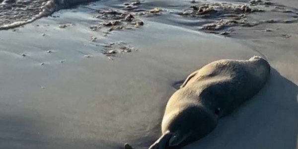 172 тюленя на Каспии погибли из-за пневмонии