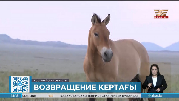 Краснокнижных кертағы возвращают в Казахстан