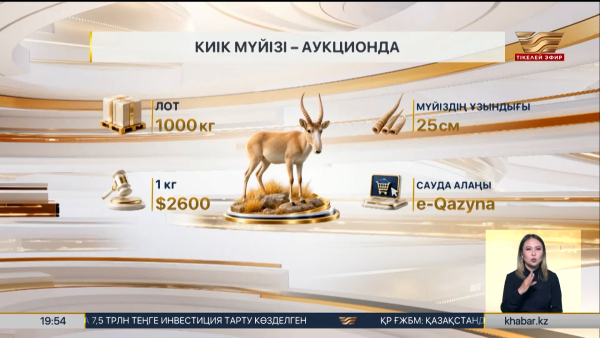 Киік мүйізі алғаш рет заңды аукционға шықты