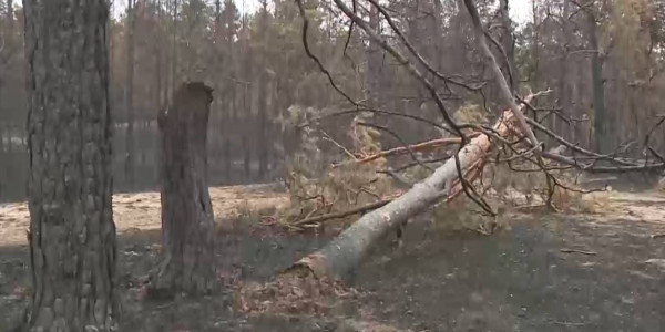 В области Абай тушат пожар уже 11 дней