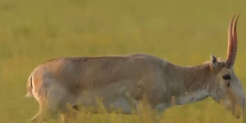 Сельчане жалуются на многочисленность степных антилоп в ЗКО