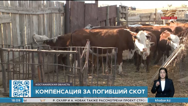 Поголовье сельхоз животных восстанавливают после паводка в Костанайской области