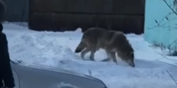 В Павлодарской области отмечены случаи появления волков в населенных пунктах