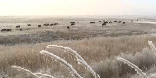 В Казахстане сократили сроки изъятия неиспользуемых земель