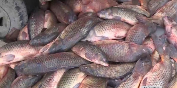 Жыл басынан 80 тоннаға жуық заңсыз ауланған балық тәркіленді