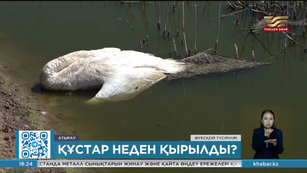 Атырауда құстар неден қырылды?