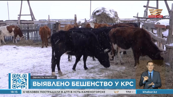 В селе Жыланды у КРС выявлено бешенство