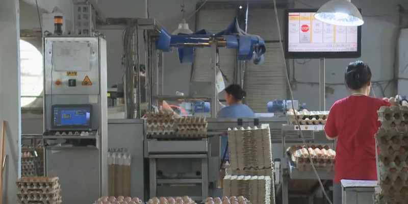 В Шымкенте 100% вакцинацию прошли работники птицефабрики