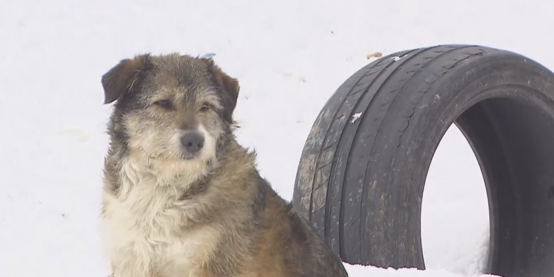 В Алматы волонтер создал приют для бездомных собак