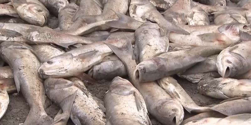 Выясняются причины массовой гибели рыбы на алматинском водохранилище