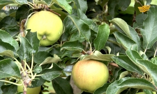 &laquo;Ас арқау&raquo;. Алма бақ, отандық ет өнімдері, сүт өндірісі