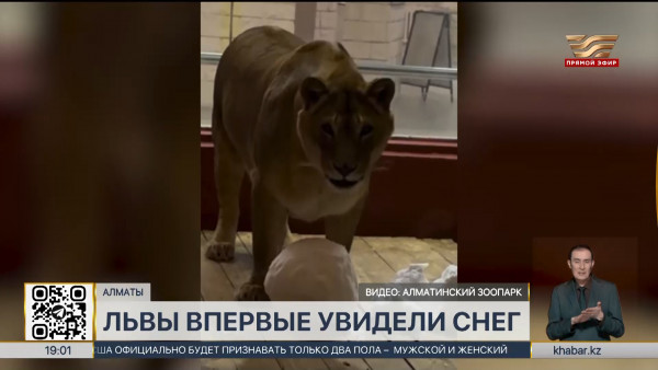 Африканские львы в алматинском зоопарке впервые увидели снег