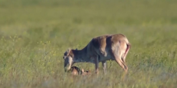 В ЗКО растет численность сайги