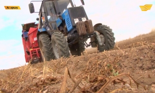 &laquo;Ас арқау&raquo;. Картоп нарығына шолу