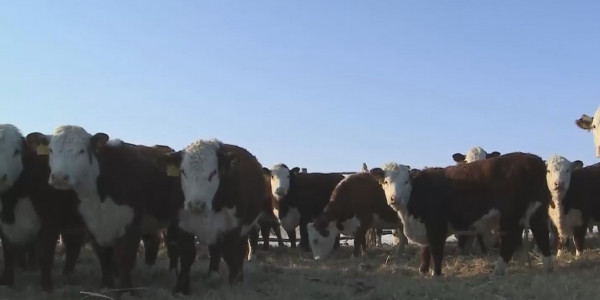 В Казахстан завезли почти 200 голов породистого КРС