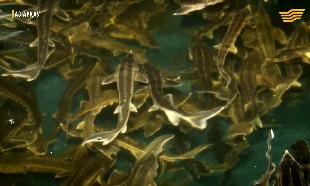 &laquo;Ас арқау&raquo;. Роботтар  фермасы. Балық нарығына шолу