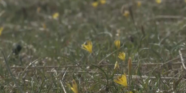 Қ. Тоқаев: бізде көзбояушылық көп