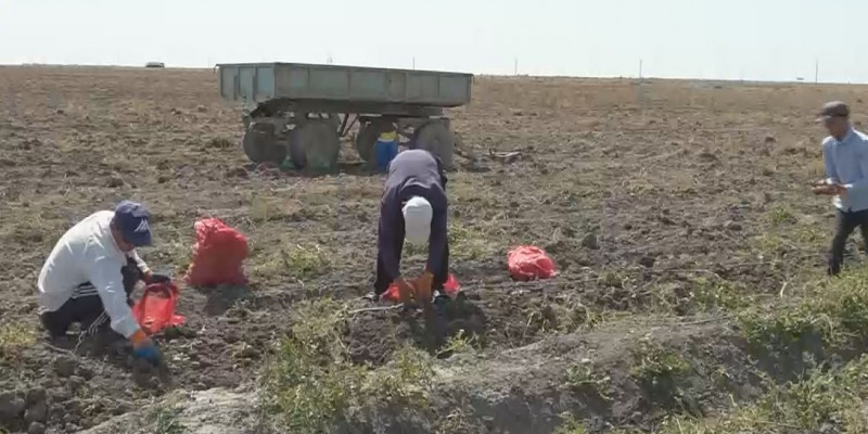 Атырау облысында күзгі дала жұмыстарына адам күші жетіспейді