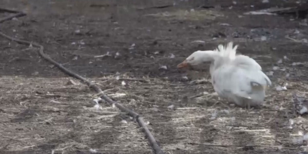 СҚО-да 41 мыңнан астам құс қырылып қалды