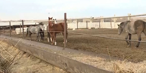 &laquo;Ауыл&raquo; выступает за вакцинацию скота от бруцеллёза за счет госбюджета