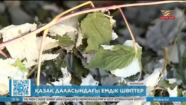 Ғалымдар жусанның бір түрі артемизия мен адыраспанның тамырын зерттеуге кірісті