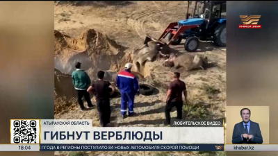 От неизвестной болезни гибнут верблюды в Атырауской области
