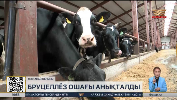 Қостанай облысында бруцеллез ошағы анықталды