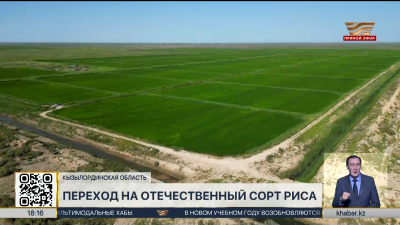 Кызылординским фермерам рекомендуют выращивать отечественный сорт риса