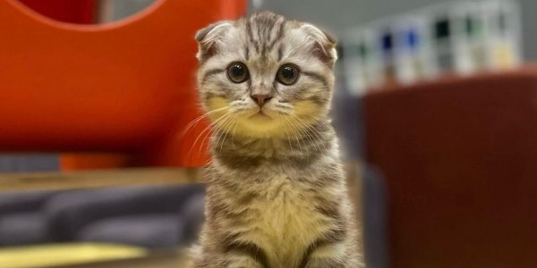 Котенок-телеведущий работает на канале &laquo;Хабар&raquo;