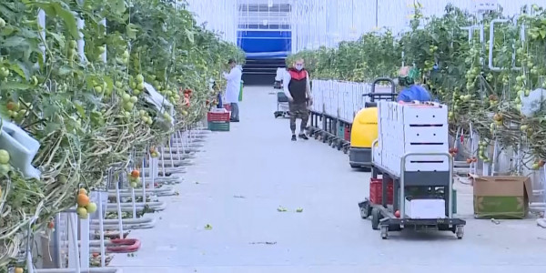 Россия частично сняла запрет на ввоз казахстанских томатов