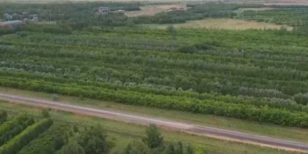 В Казахстане планируют увеличить лесные территории