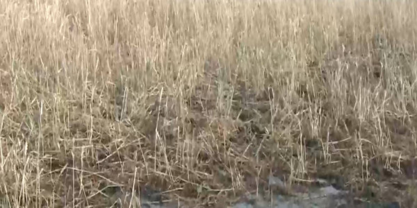 Поддержку пострадавших от непогоды фермеров одобрили в Казахстане