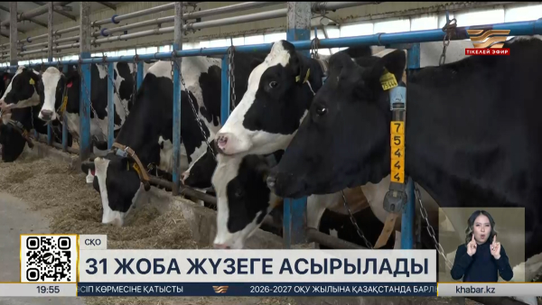 СҚО-да мал шаруашылығын дамытуға бағытталған 31 жоба іске асады