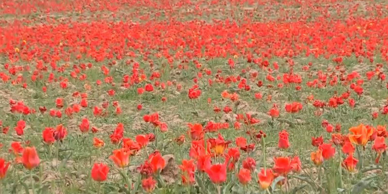 В Туркестанской области заметили новые поля с краснокнижными тюльпанами