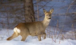 Природоохранный полицейский задержан в машине с браконьерами в Акмолинской области