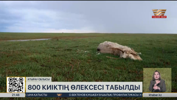 Атырау облысында 800 киіктің өлексесі табылды