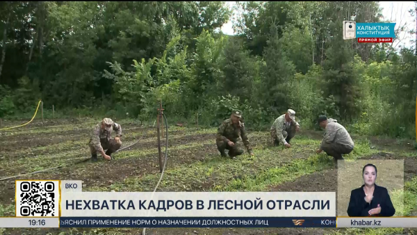В лесничествах ВКО открыто 700 вакантных мест