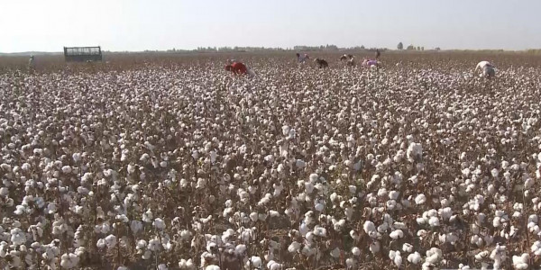 Биыл мақта егілетін алқаптар азаяды