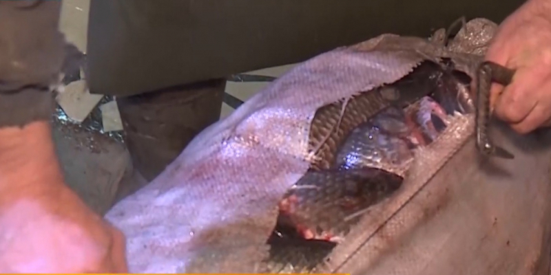 Тонну рыбы пытались продать браконьеры в Уральске